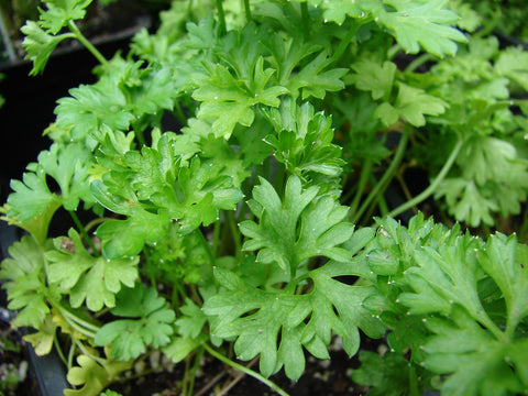 Parsley Leaf - Petroselinum crispum