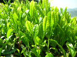 Camellia (Green Tea) - Japanese - Camellia sinensis