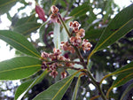 Laurel Berry - Laurus nobilis