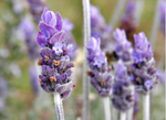 Lavender Hydrosol - Lavandula angustifolia