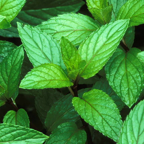 Natural Menthol Liquid - taken from Mentha piperita