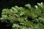 Silver Fir Needle - Abies alba