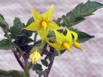 Tomato Leaf Absolute - Lycopersicon esculentum