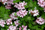 Geranium - Pelargonium graveolens