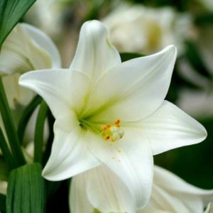 Madonna Lily Absolute - Lilium candidum