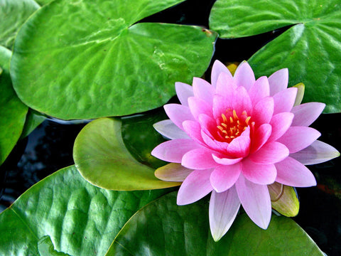 Sacred Lotus, Lily & Water Lily Essential Oils – Mantra Aromatherapy